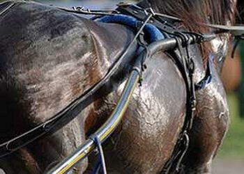 Fabbisogno di elettroliti nel Cavallo