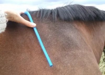 Come prendere correttamente le misure per la sella al cavallo?