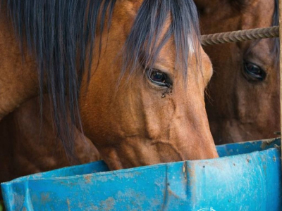 Cambio di stagione nel cavallo: cosa controllare in primavera