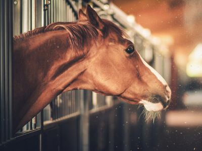 Problemi di respirazione del cavallo in estate: caldo, polvere e fieno secco